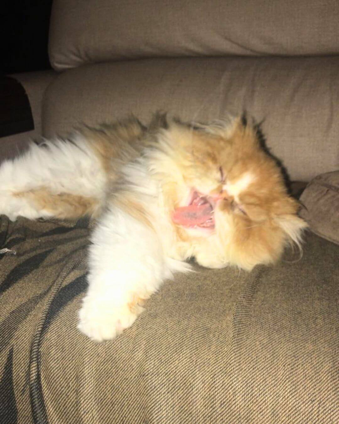 gato gatil difurini gatil gato persa filhote gato persa cat gato persa exótico gatil criação filhote de gato cat kitten kitty criação criador cbg