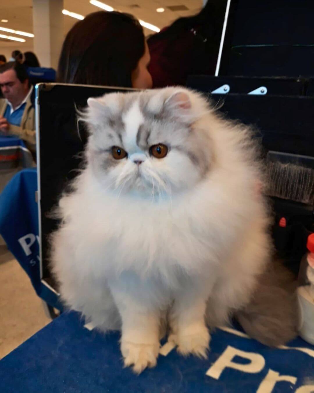 gato gatil difurini gatil gato persa filhote gato persa cat gato persa exótico gatil criação filhote de gato cat kitten kitty criação criador cbg