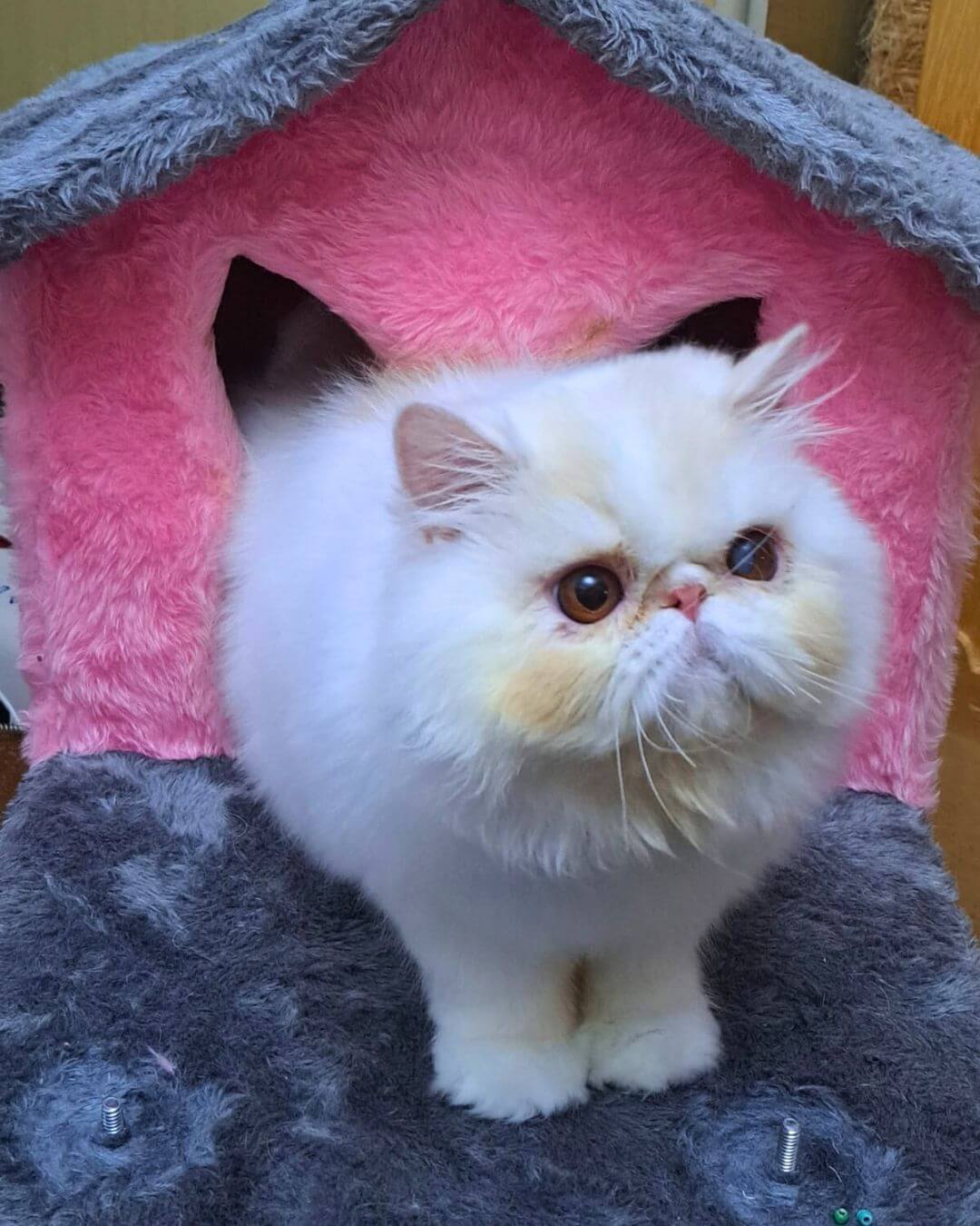 gato gatil difurini gatil gato persa filhote gato persa cat gato persa exótico gatil criação filhote de gato cat kitten kitty criação criador cbg