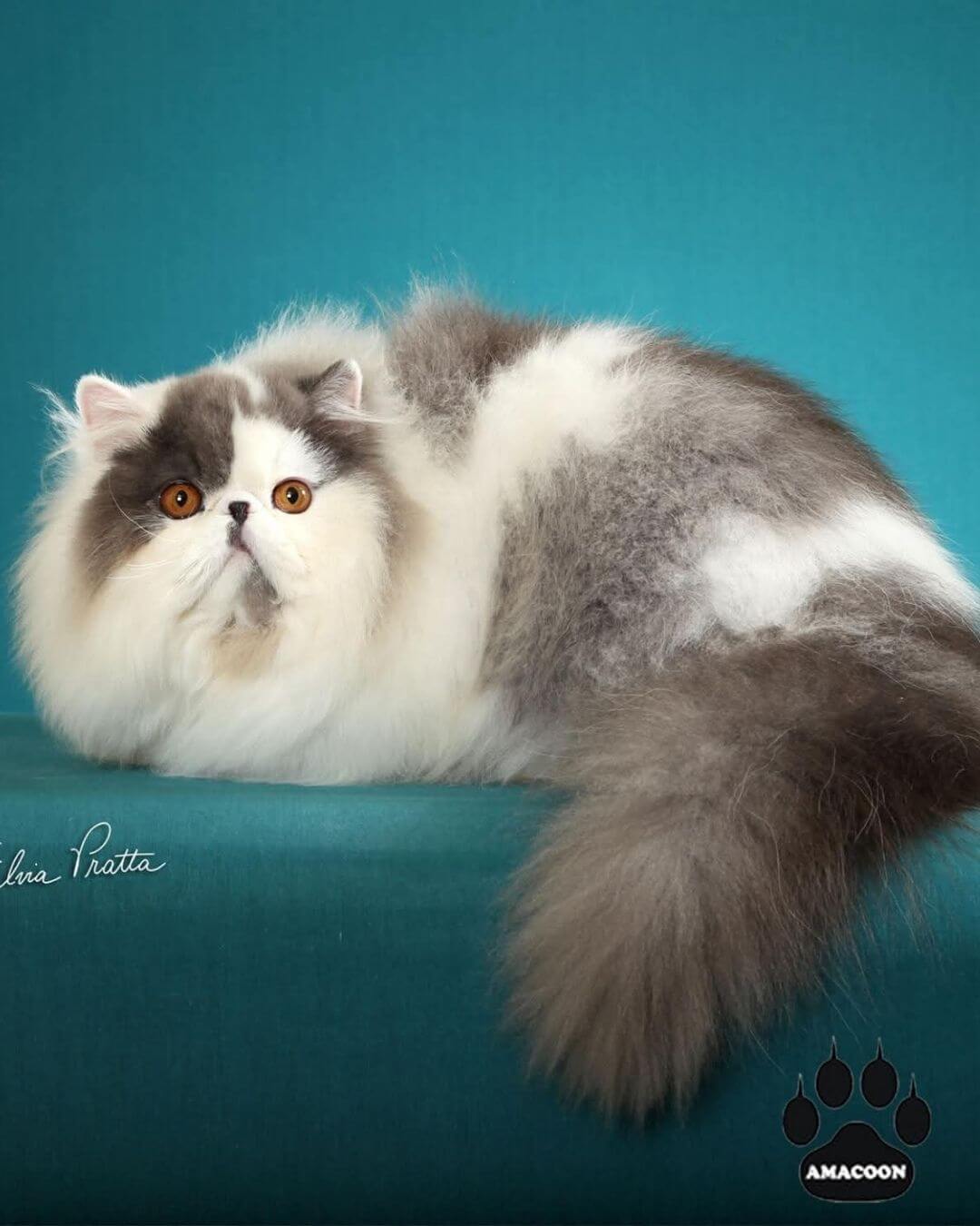 gato gatil difurini gatil gato persa filhote gato persa cat gato persa exótico gatil criação filhote de gato cat kitten kitty criação criador cbg