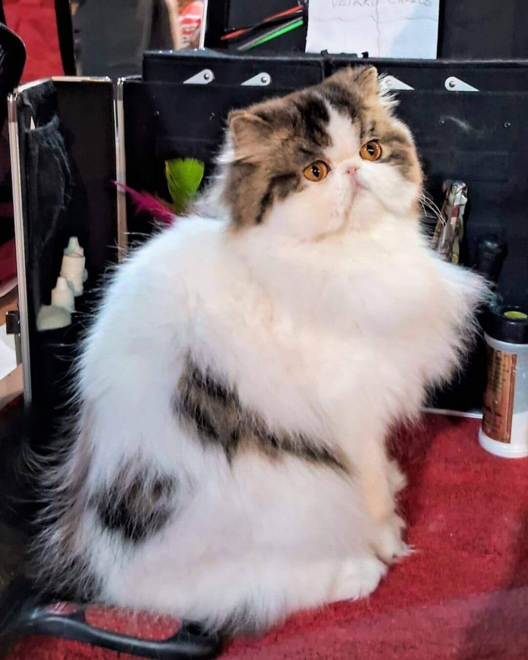 gato gatil difurini gatil gato persa filhote gato persa cat gato persa exótico gatil criação filhote de gato cat kitten kitty criação criador cbg