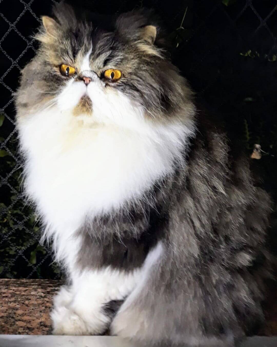 gato gatil difurini gatil gato persa filhote gato persa cat gato persa exótico gatil criação filhote de gato cat kitten kitty criação criador cbg