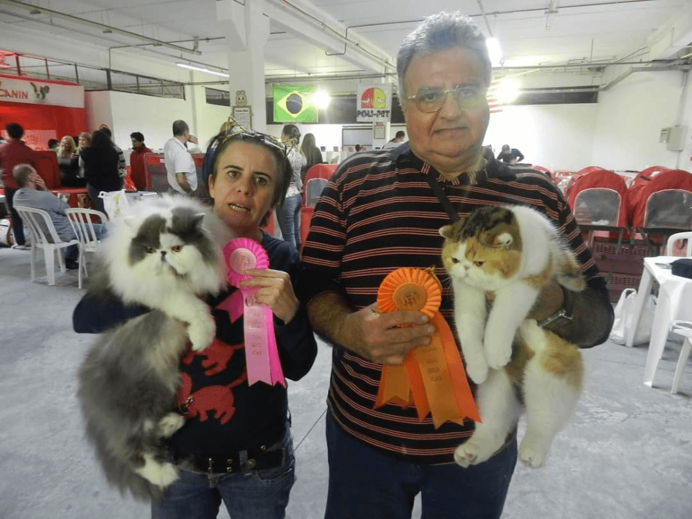 gato gatil difurini gatil gato persa filhote gato persa cat gato persa exótico gatil criação filhote de gato cat kitten kitty criação criador cbg
