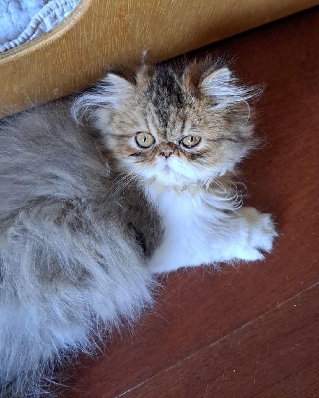 gato gatil difurini gatil gato persa filhote gato persa cat gato persa exótico gatil criação filhote de gato cat kitten kitty criação criador cbg