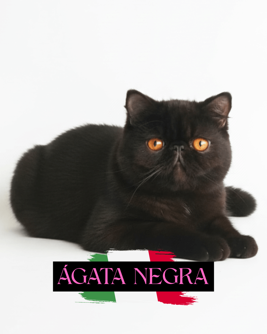 gato gatil difurini gatil gato persa filhote gato persa cat gato persa exótico gatil criação filhote de gato cat kitten kitty criação criador cbg