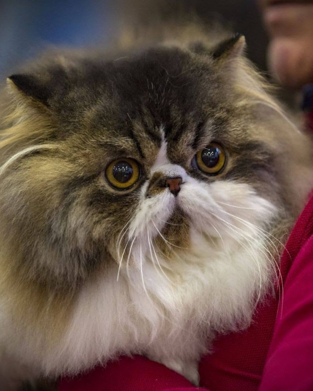gato gatil difurini gatil gato persa filhote gato persa cat gato persa exótico gatil criação filhote de gato cat kitten kitty criação criador cbg