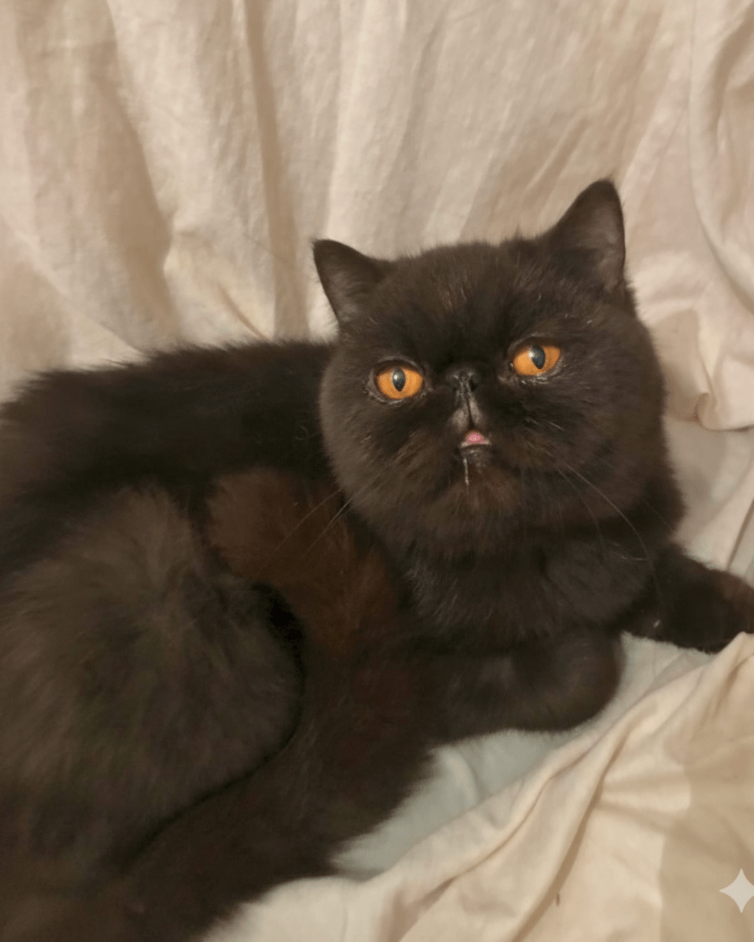 gato gatil difurini gatil gato persa filhote gato persa cat gato persa exótico gatil criação filhote de gato cat kitten kitty criação criador cbg