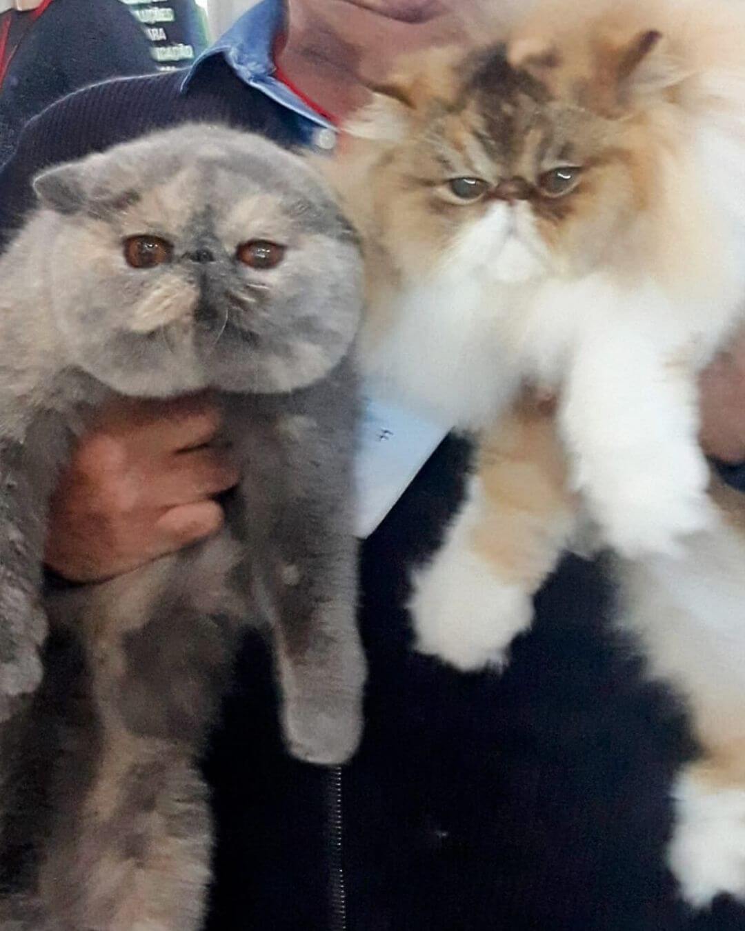 gato gatil difurini gatil gato persa filhote gato persa cat gato persa exótico gatil criação filhote de gato cat kitten kitty criação criador cbg