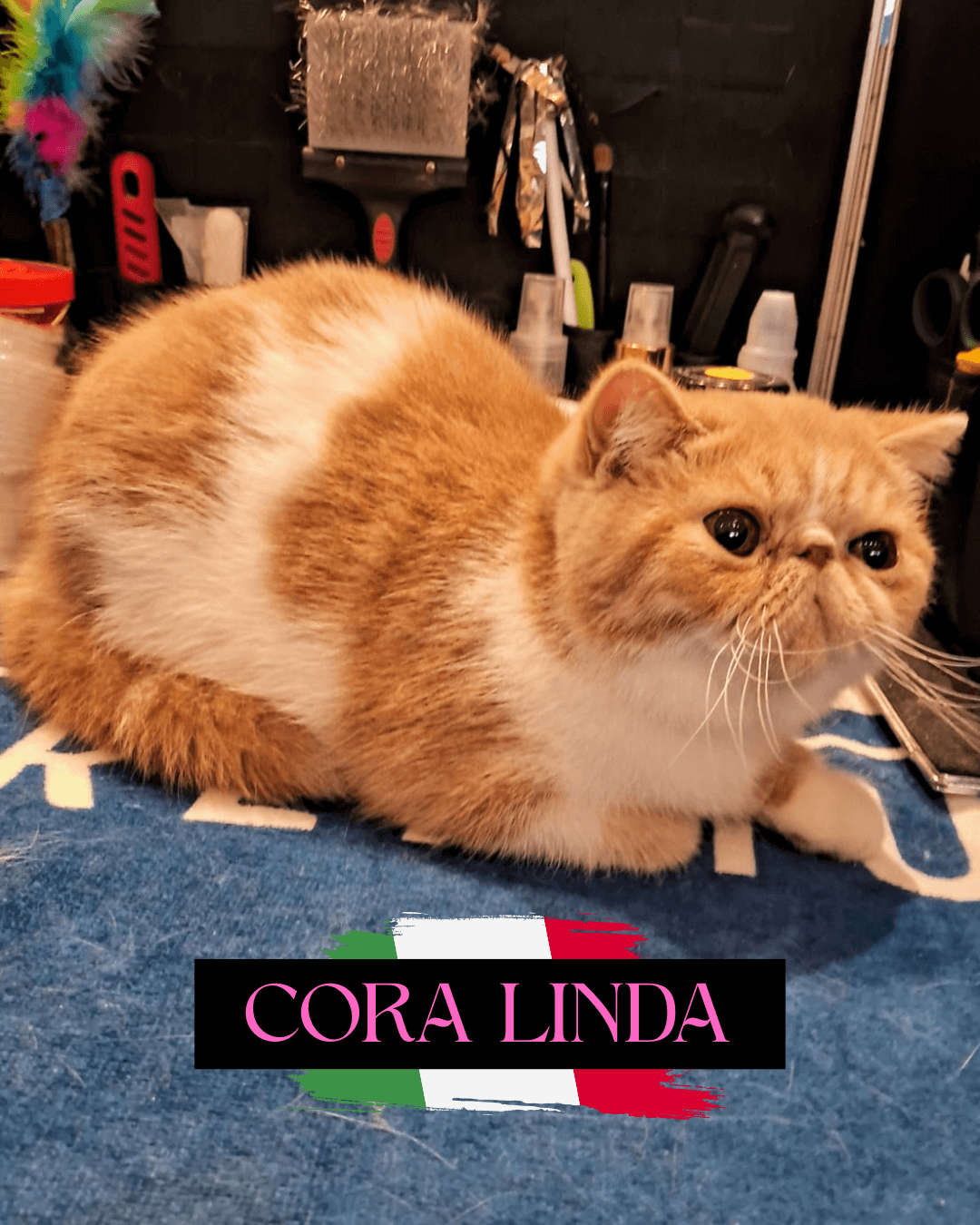 gato gatil difurini gatil gato persa filhote gato persa cat gato persa exótico gatil criação filhote de gato cat kitten kitty criação criador cbg