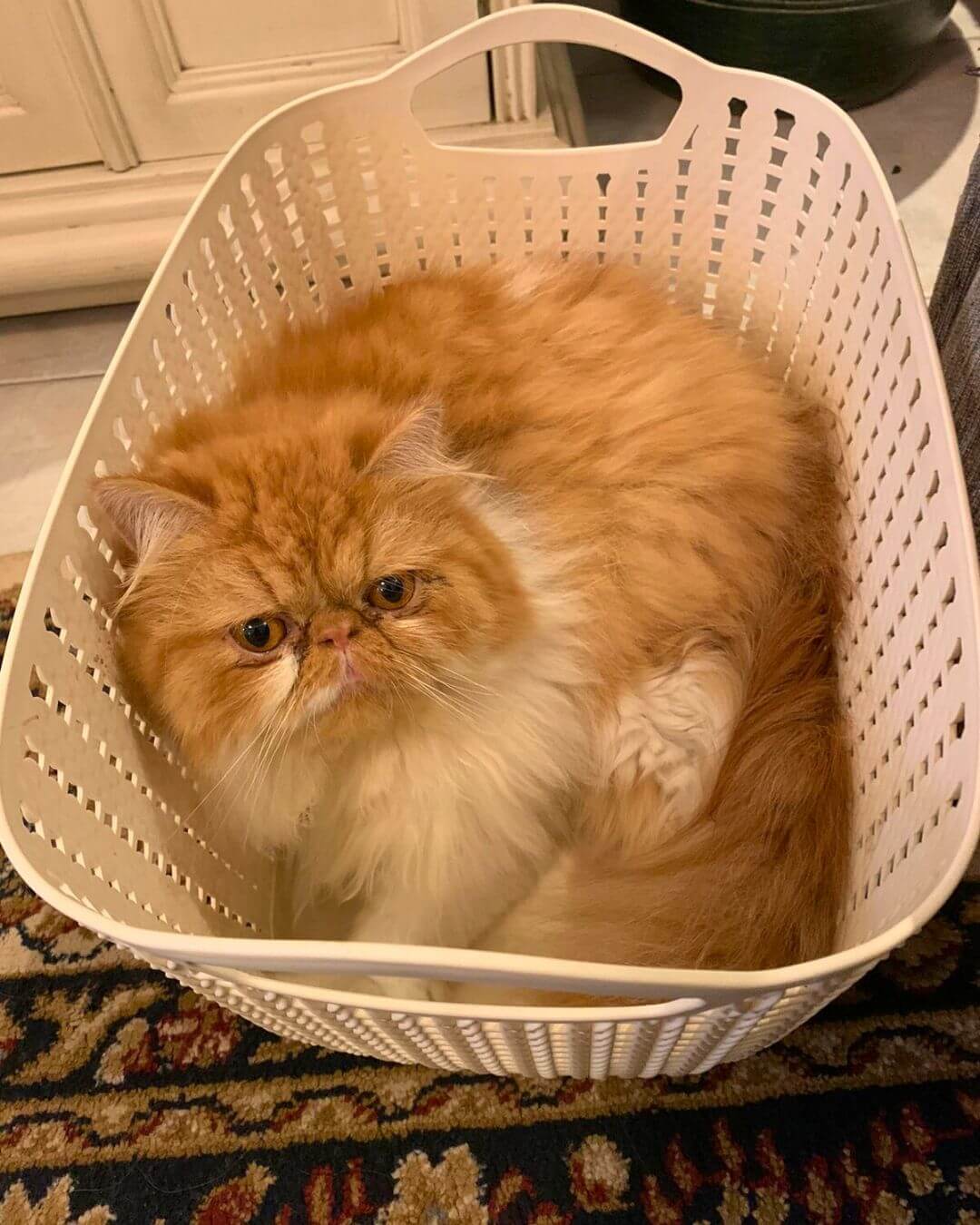 gato gatil difurini gatil gato persa filhote gato persa cat gato persa exótico gatil criação filhote de gato cat kitten kitty criação criador cbg