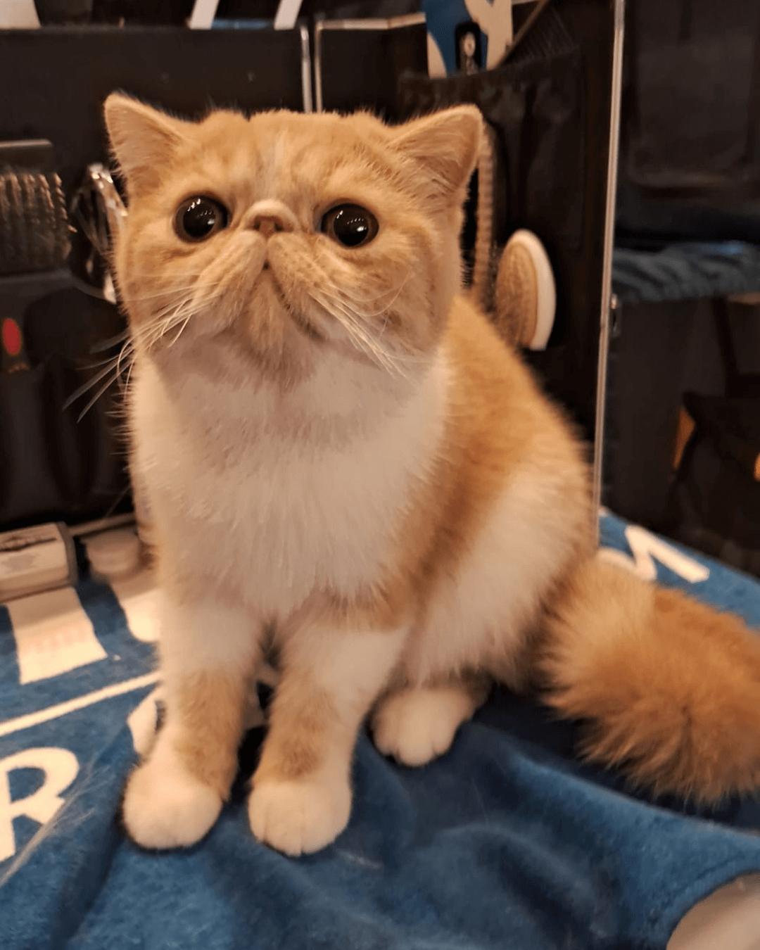 gato gatil difurini gatil gato persa filhote gato persa cat gato persa exótico gatil criação filhote de gato cat kitten kitty criação criador cbg