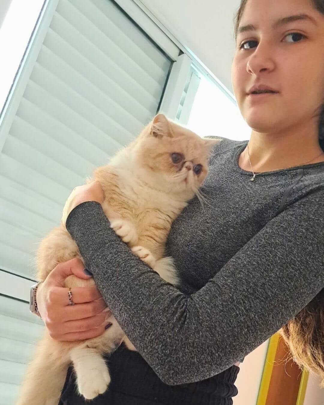 gato gatil difurini gatil gato persa filhote gato persa cat gato persa exótico gatil criação filhote de gato cat kitten kitty criação criador cbg