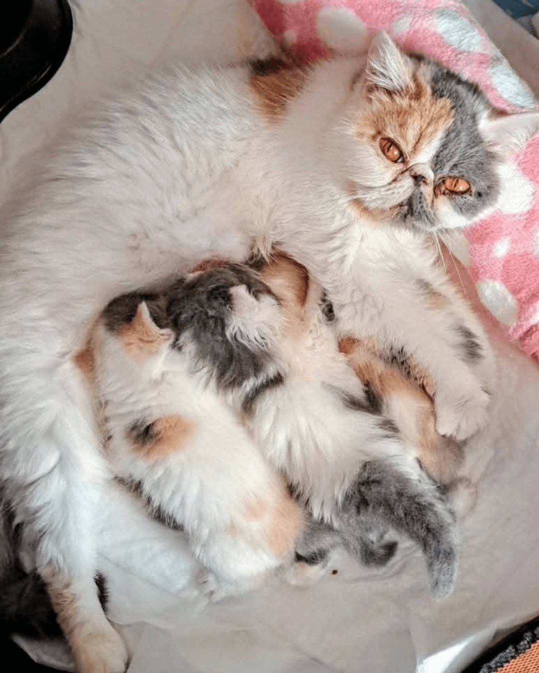 gato gatil difurini gatil gato persa filhote gato persa cat gato persa exótico gatil criação filhote de gato cat kitten kitty criação criador cbg
