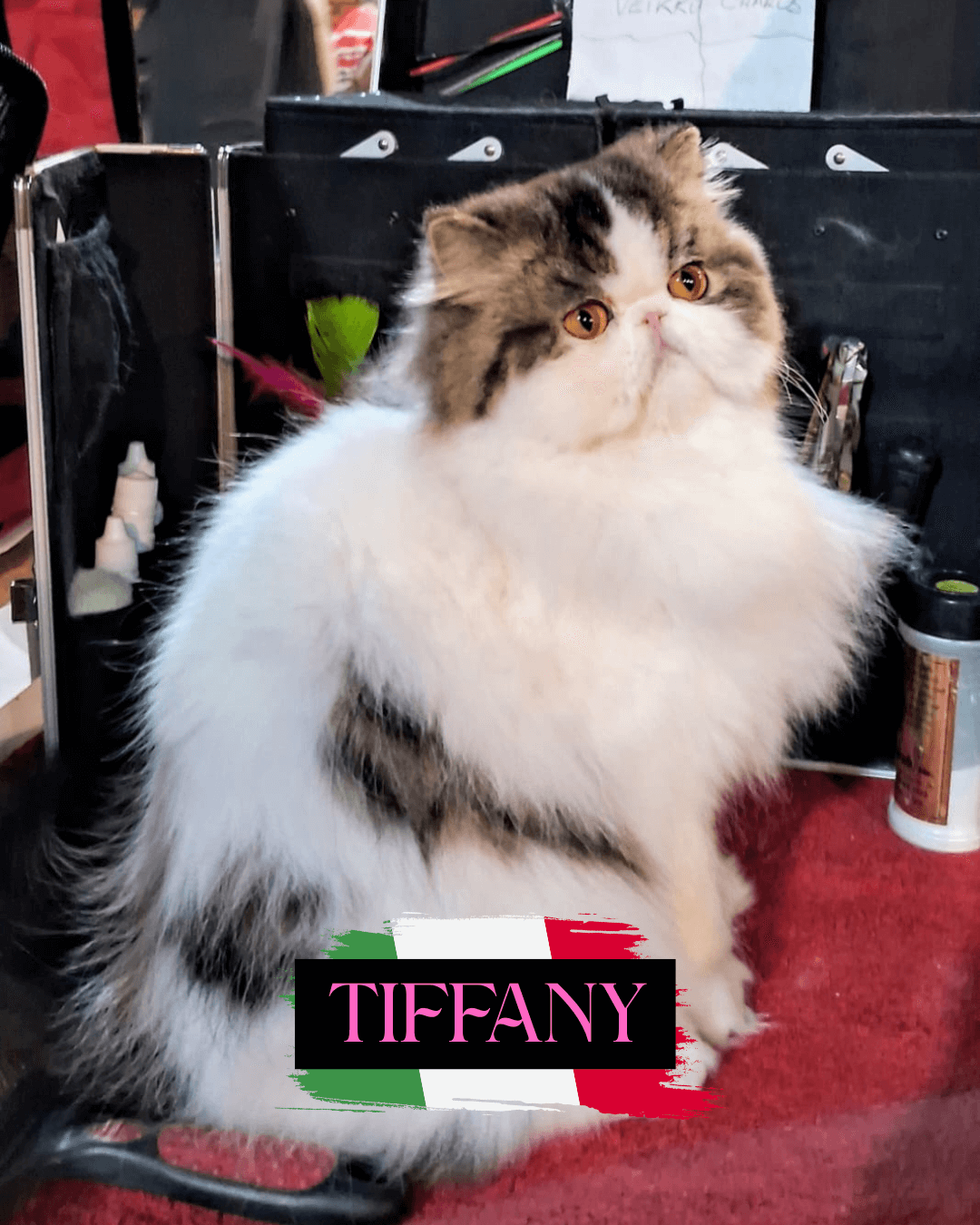 gato gatil difurini gatil gato persa filhote gato persa cat gato persa exótico gatil criação filhote de gato cat kitten kitty criação criador cbg