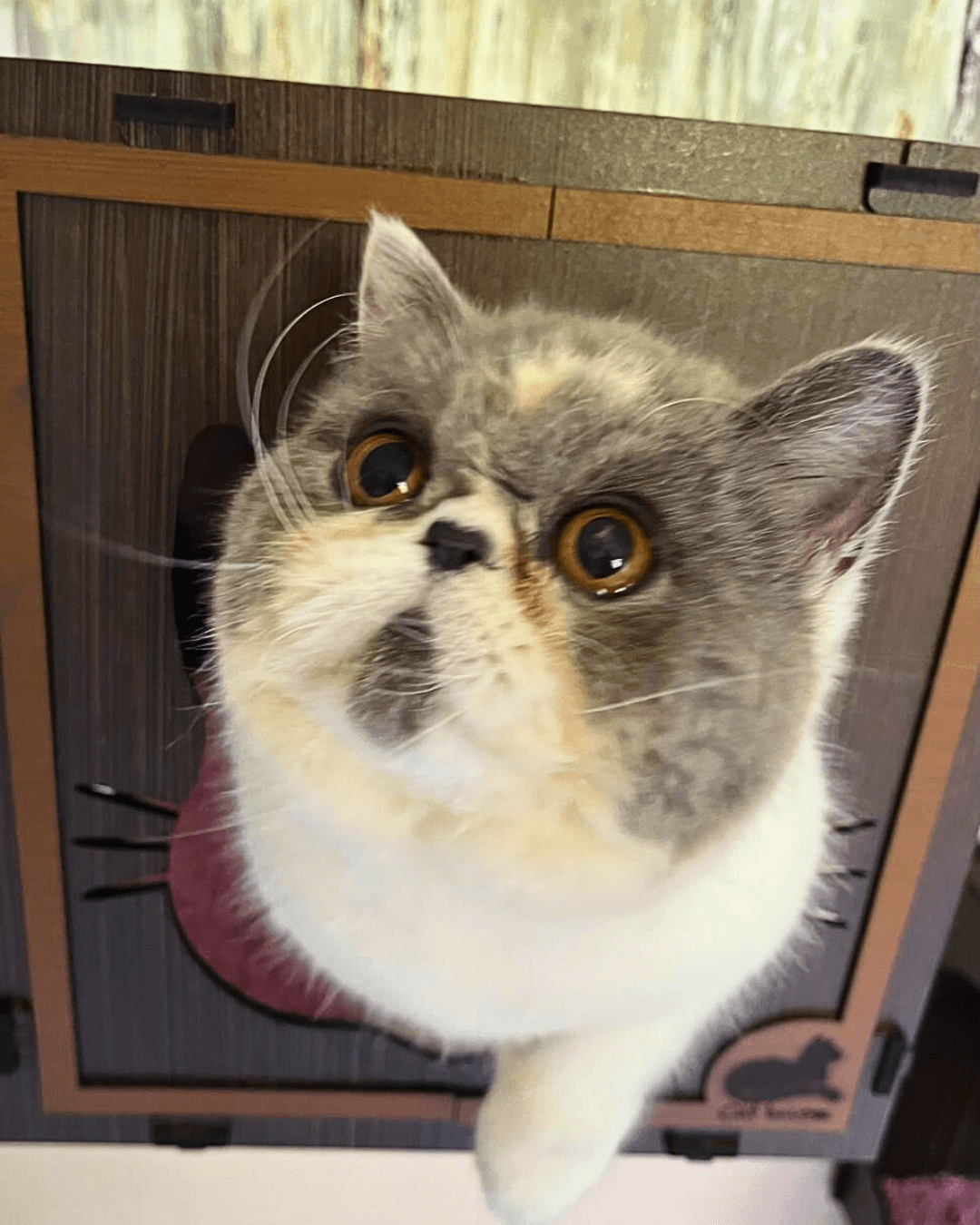 gato gatil difurini gatil gato persa filhote gato persa cat gato persa exótico gatil criação filhote de gato cat kitten kitty criação criador cbg