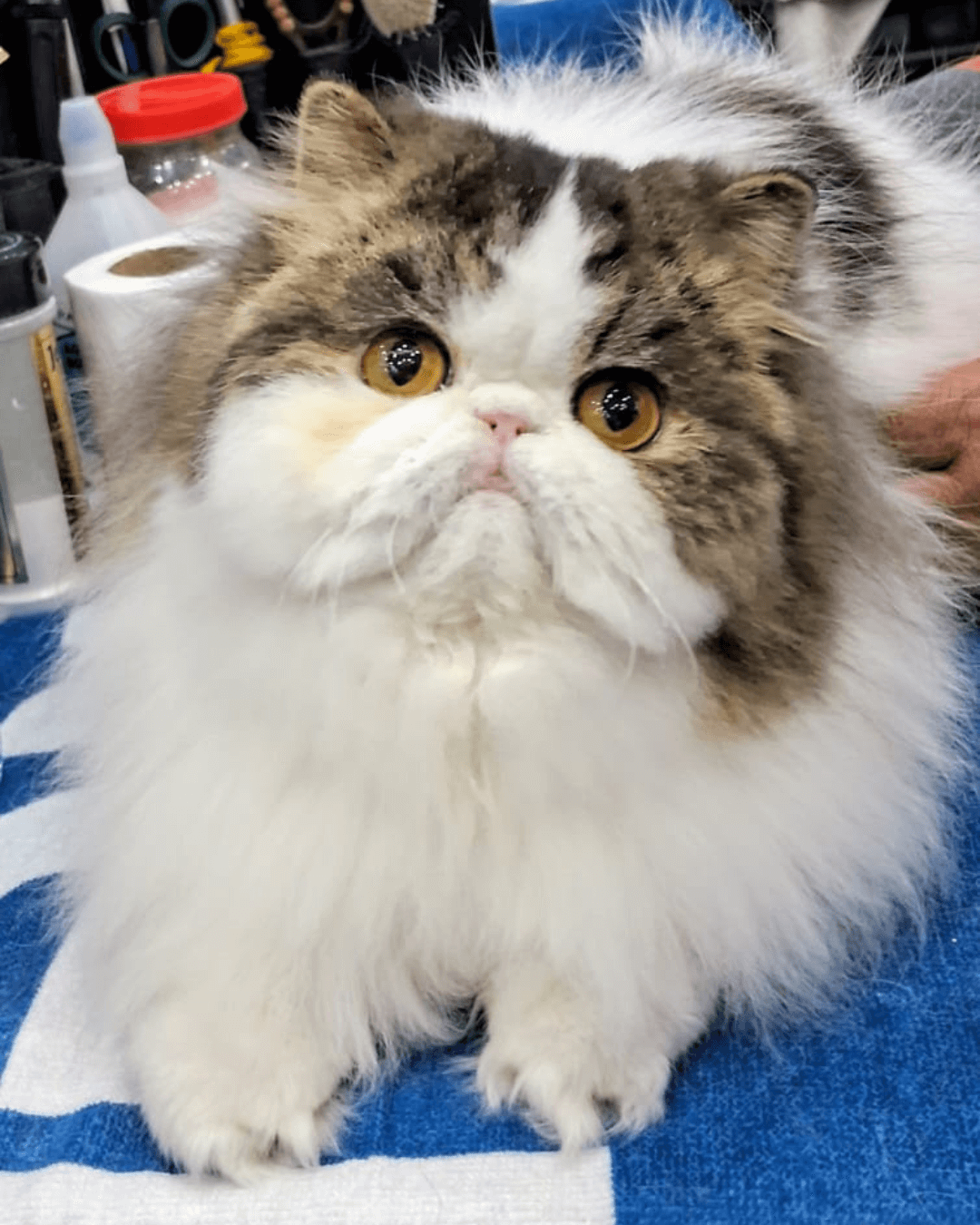 gato gatil difurini gatil gato persa filhote gato persa cat gato persa exótico gatil criação filhote de gato cat kitten kitty criação criador cbg