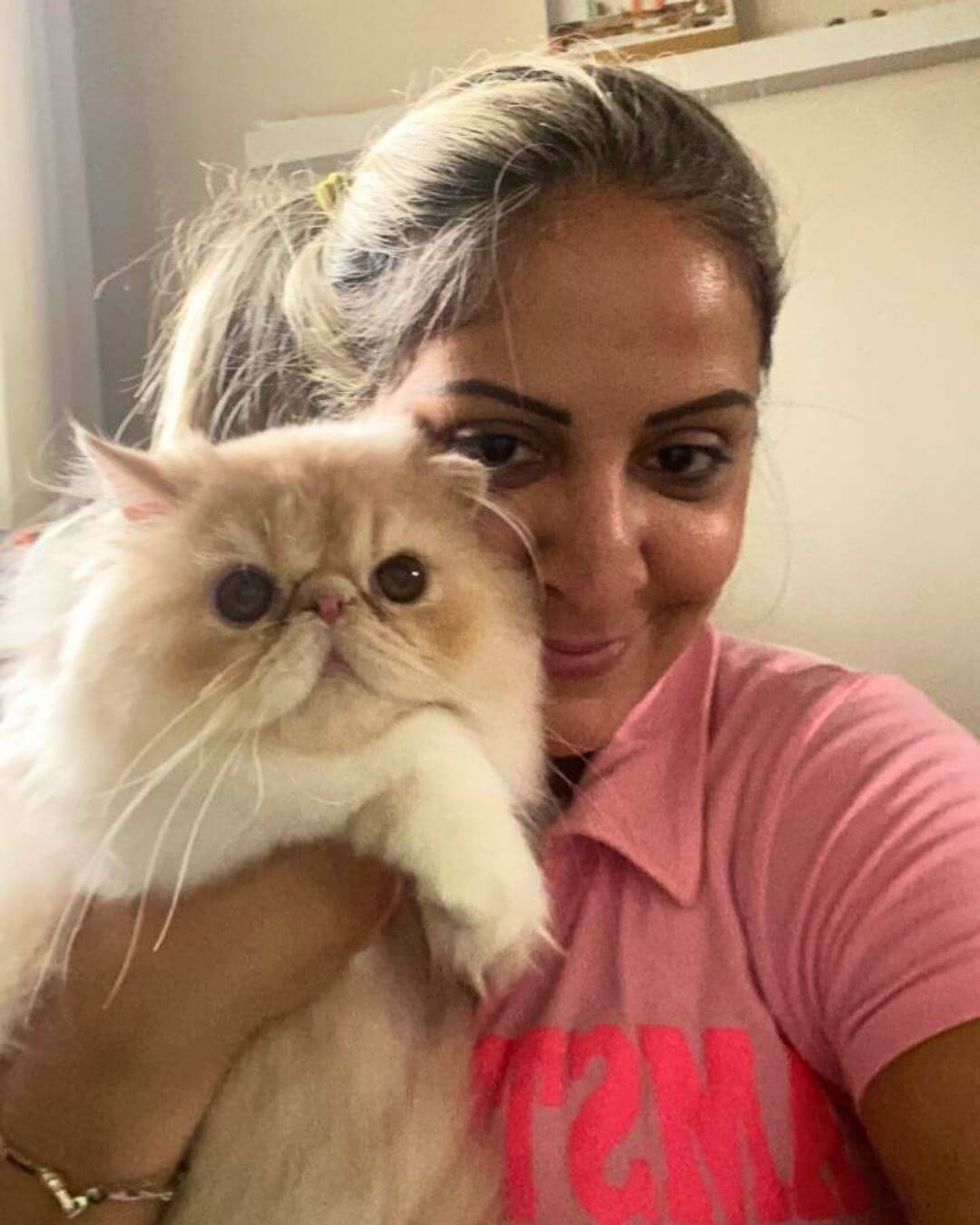 gato gatil difurini gatil gato persa filhote gato persa cat gato persa exótico gatil criação filhote de gato cat kitten kitty criação criador cbg