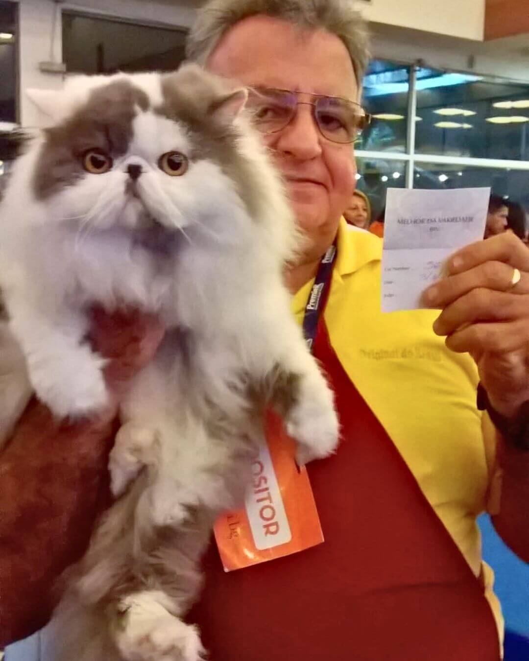 gato gatil difurini gatil gato persa filhote gato persa cat gato persa exótico gatil criação filhote de gato cat kitten kitty criação criador cbg