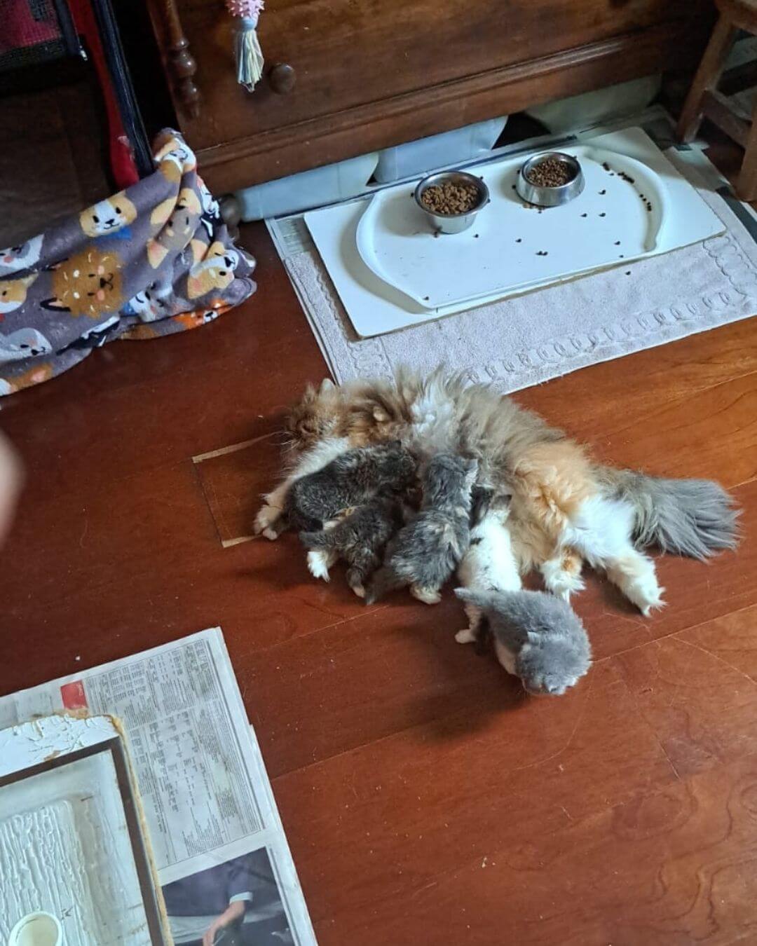 gato gatil difurini gatil gato persa filhote gato persa cat gato persa exótico gatil criação filhote de gato cat kitten kitty criação criador cbg
