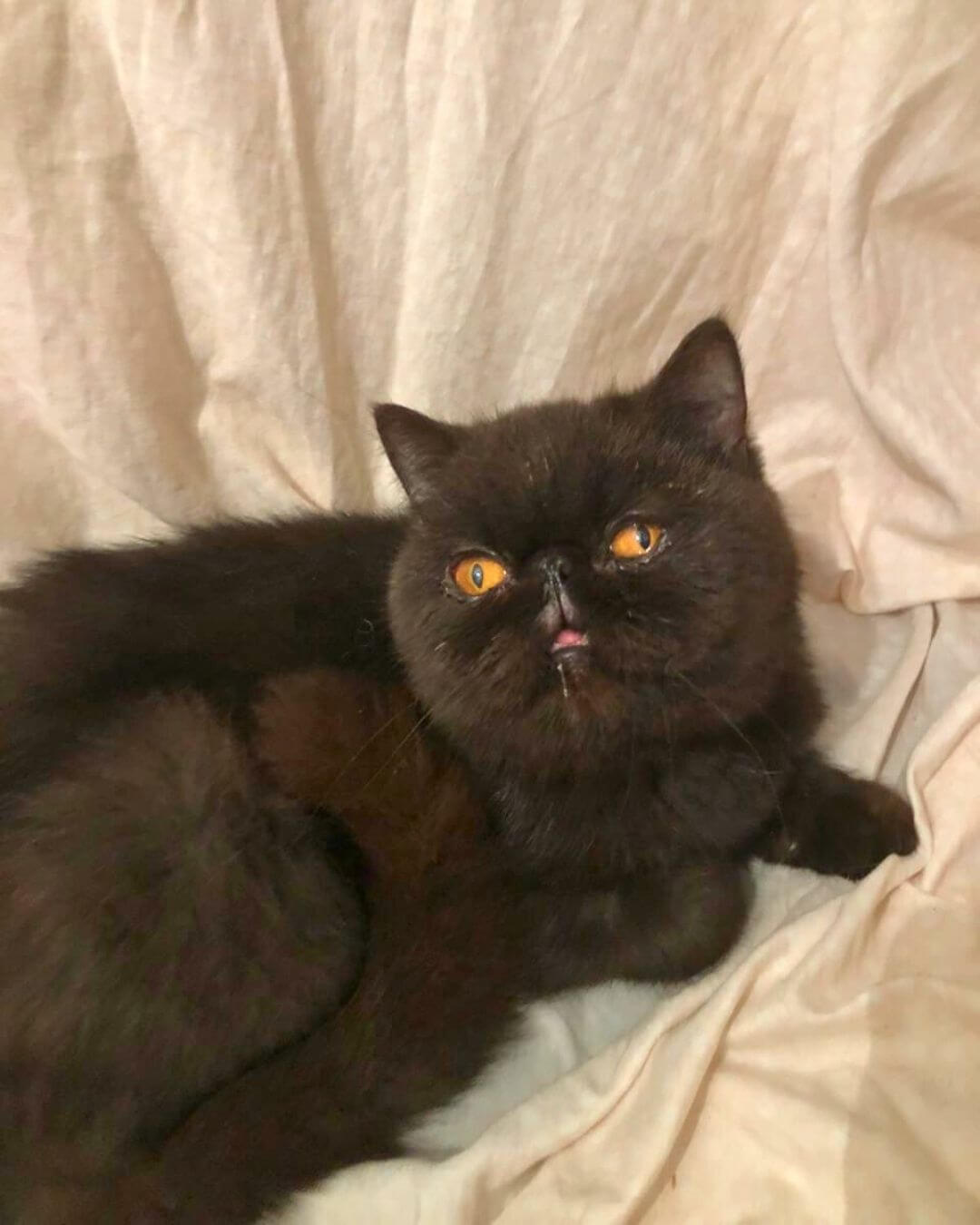 gato gatil difurini gatil gato persa filhote gato persa cat gato persa exótico gatil criação filhote de gato cat kitten kitty criação criador cbg