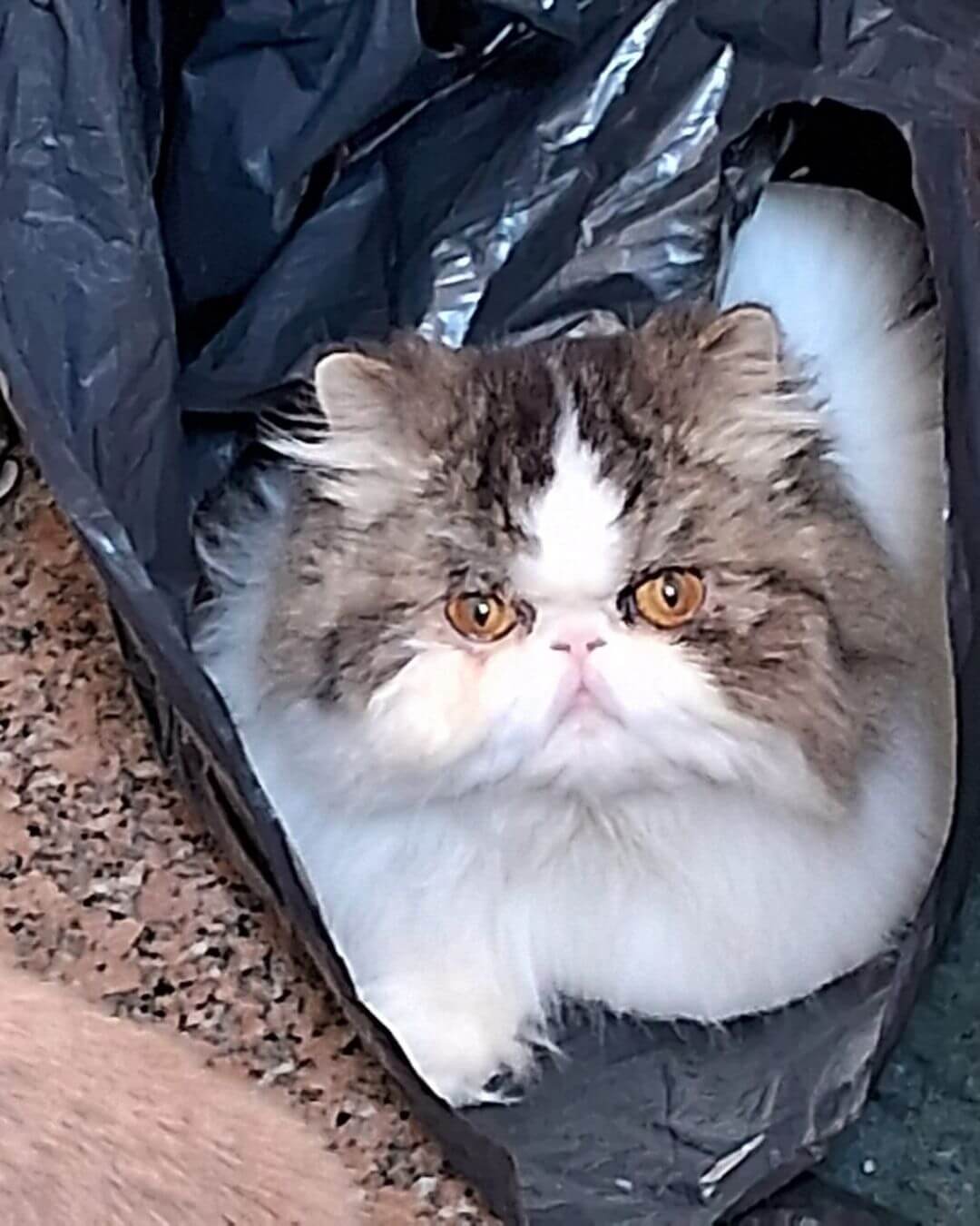 gato gatil difurini gatil gato persa filhote gato persa cat gato persa exótico gatil criação filhote de gato cat kitten kitty criação criador cbg