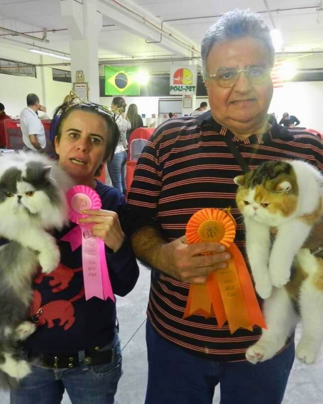 gato gatil difurini gatil gato persa filhote gato persa cat gato persa exótico gatil criação filhote de gato cat kitten kitty criação criador cbg