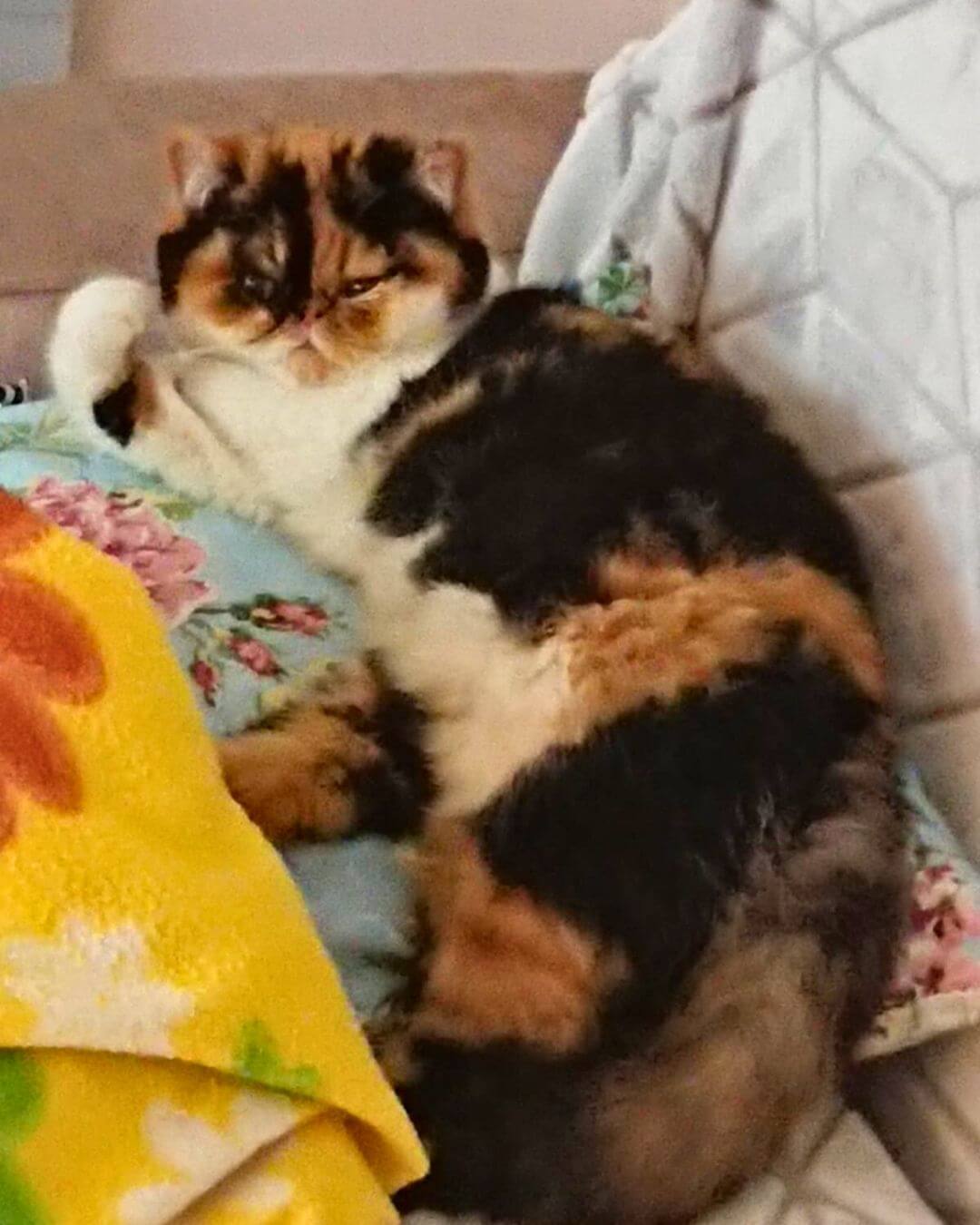 gato gatil difurini gatil gato persa filhote gato persa cat gato persa exótico gatil criação filhote de gato cat kitten kitty criação criador cbg