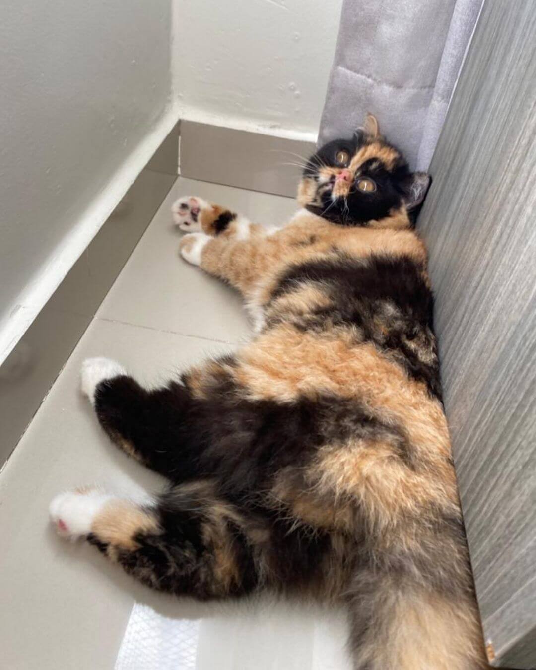 gato gatil difurini gatil gato persa filhote gato persa cat gato persa exótico gatil criação filhote de gato cat kitten kitty criação criador cbg