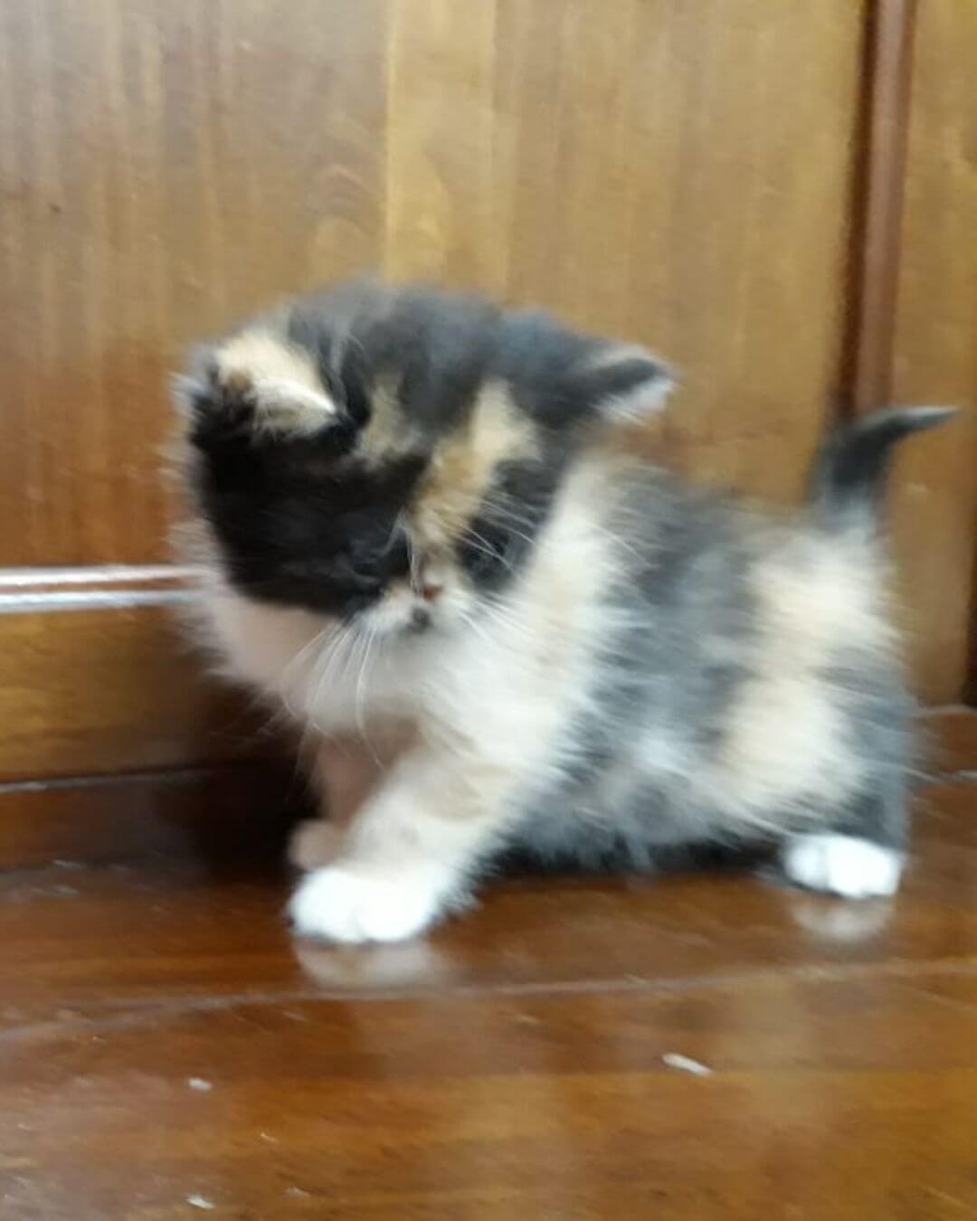 gato gatil difurini gatil gato persa filhote gato persa cat gato persa exótico gatil criação filhote de gato cat kitten kitty criação criador cbg