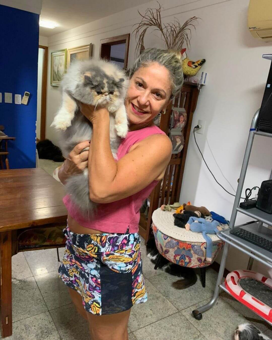 gato gatil difurini gatil gato persa filhote gato persa cat gato persa exótico gatil criação filhote de gato cat kitten kitty criação criador cbg