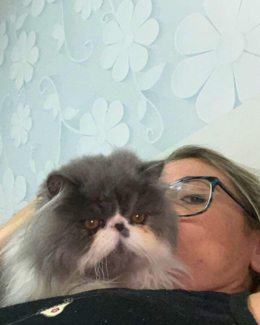 gato gatil difurini gatil gato persa filhote gato persa cat gato persa exótico gatil criação filhote de gato cat kitten kitty criação criador cbg