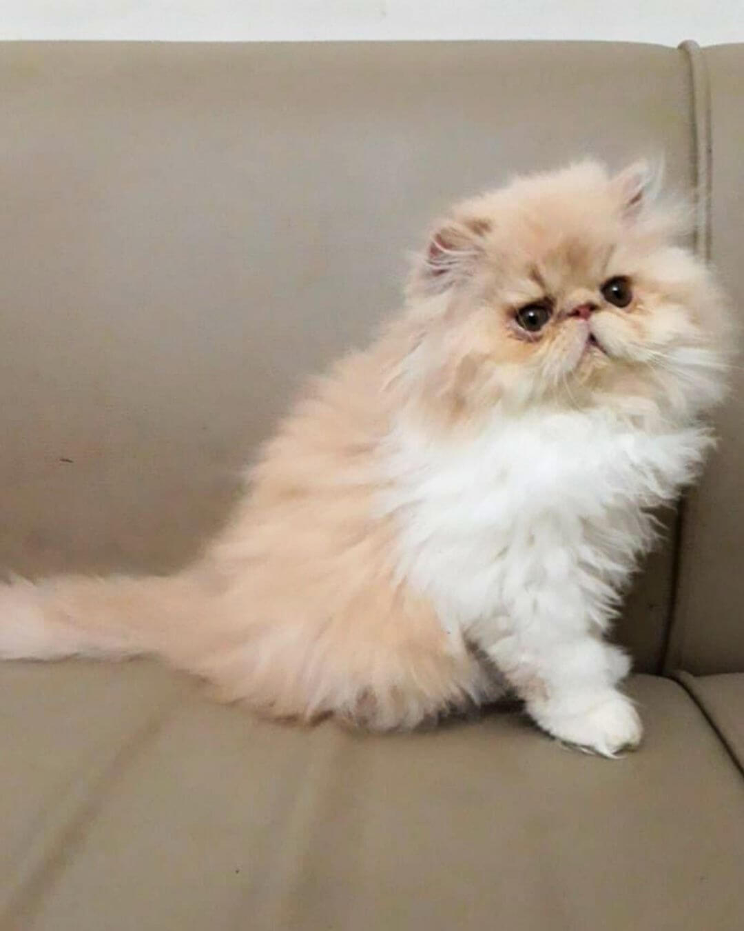 gato gatil difurini gatil gato persa filhote gato persa cat gato persa exótico gatil criação filhote de gato cat kitten kitty criação criador cbg