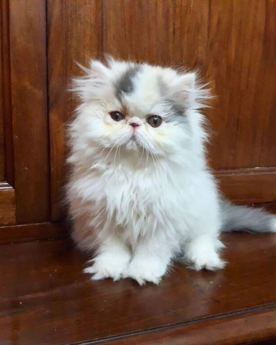gato gatil difurini gatil gato persa filhote gato persa cat gato persa exótico gatil criação filhote de gato cat kitten kitty criação criador cbg