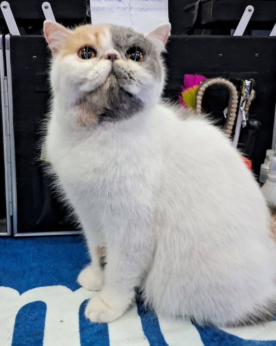 gato gatil difurini gatil gato persa filhote gato persa cat gato persa exótico gatil criação filhote de gato cat kitten kitty criação criador cbg