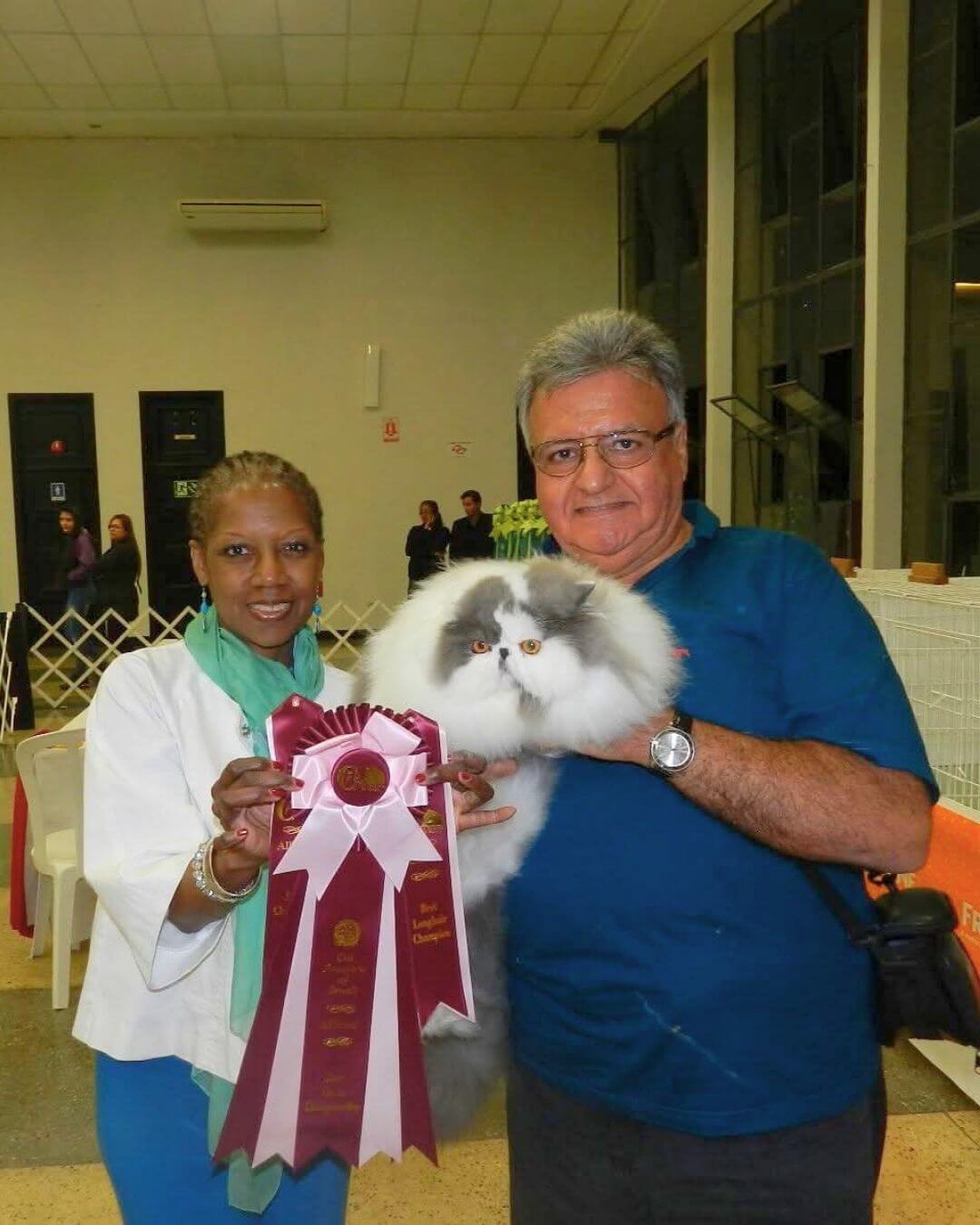 gato gatil difurini gatil gato persa filhote gato persa cat gato persa exótico gatil criação filhote de gato cat kitten kitty criação criador cbg