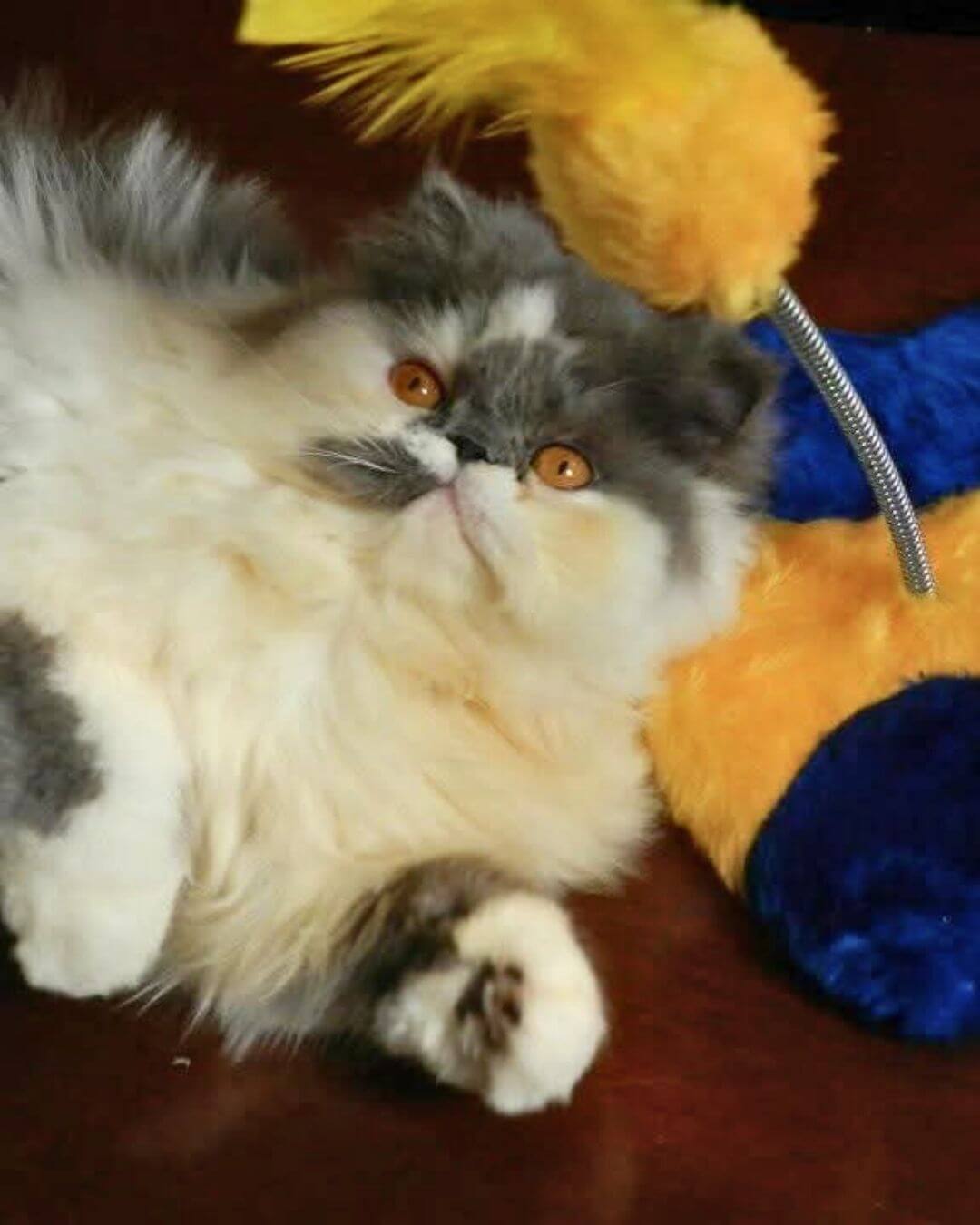 gato gatil difurini gatil gato persa filhote gato persa cat gato persa exótico gatil criação filhote de gato cat kitten kitty criação criador cbg