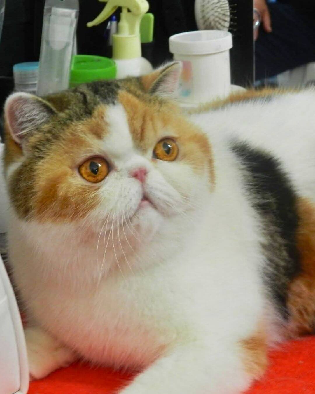 gato gatil difurini gatil gato persa filhote gato persa cat gato persa exótico gatil criação filhote de gato cat kitten kitty criação criador cbg