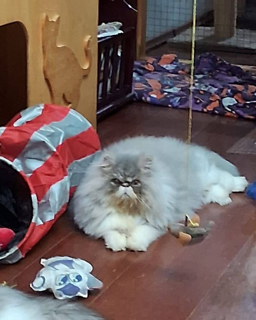 gato gatil difurini gatil gato persa filhote gato persa cat gato persa exótico gatil criação filhote de gato cat kitten kitty criação criador cbg