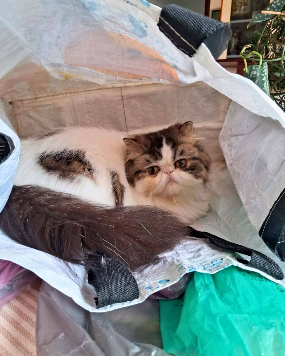gato gatil difurini gatil gato persa filhote gato persa cat gato persa exótico gatil criação filhote de gato cat kitten kitty criação criador cbg
