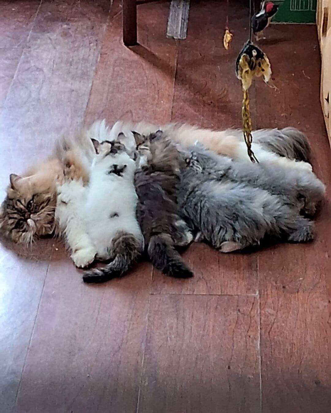 gato gatil difurini gatil gato persa filhote gato persa cat gato persa exótico gatil criação filhote de gato cat kitten kitty criação criador cbg