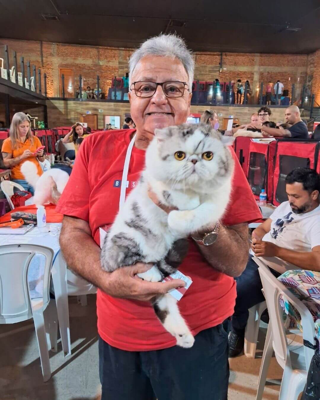 gato gatil difurini gatil gato persa filhote gato persa cat gato persa exótico gatil criação filhote de gato cat kitten kitty criação criador cbg