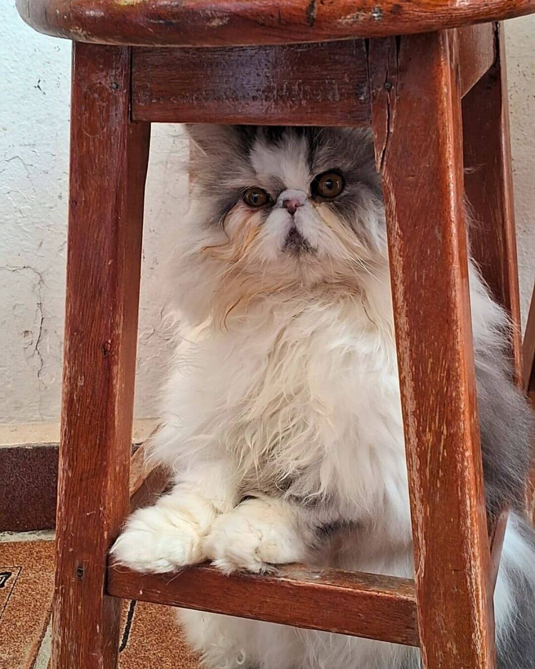 gato gatil difurini gatil gato persa filhote gato persa cat gato persa exótico gatil criação filhote de gato cat kitten kitty criação criador cbg