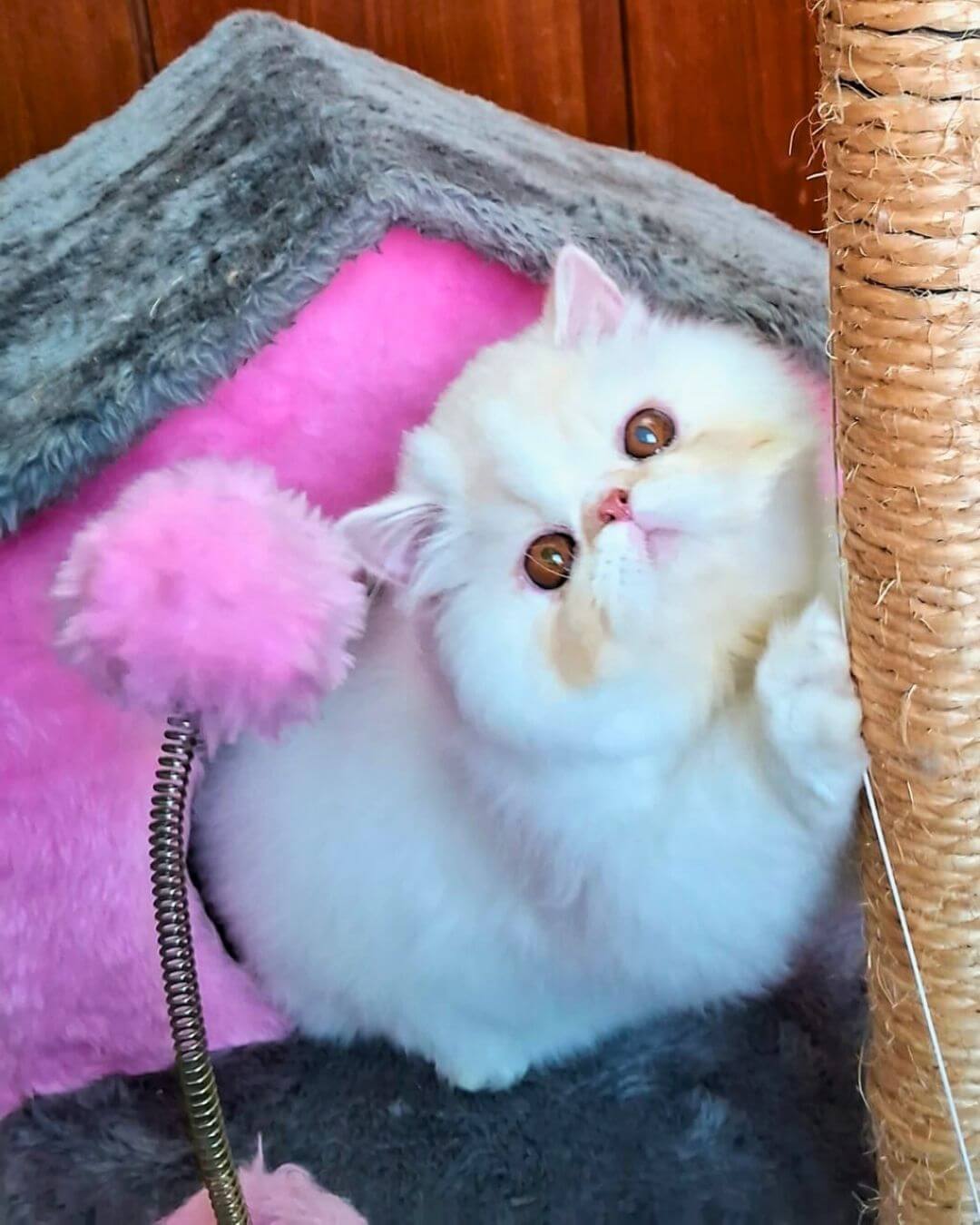 gato gatil difurini gatil gato persa filhote gato persa cat gato persa exótico gatil criação filhote de gato cat kitten kitty criação criador cbg