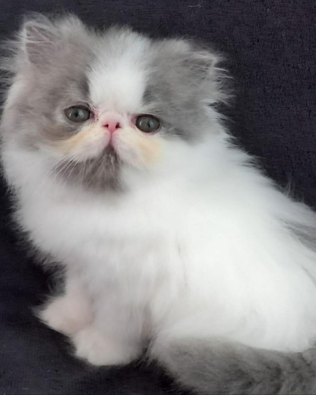 gato gatil difurini gatil gato persa filhote gato persa cat gato persa exótico gatil criação filhote de gato cat kitten kitty criação criador cbg