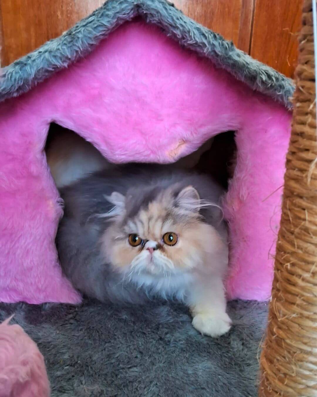 gato gatil difurini gatil gato persa filhote gato persa cat gato persa exótico gatil criação filhote de gato cat kitten kitty criação criador cbg