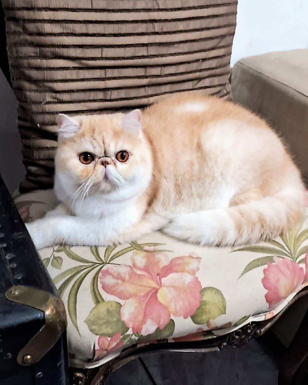 gato gatil difurini gatil gato persa filhote gato persa cat gato persa exótico gatil criação filhote de gato cat kitten kitty criação criador cbg