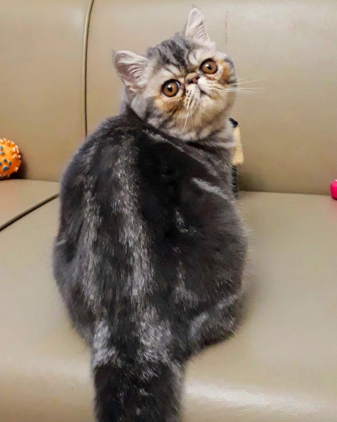 gato gatil difurini gatil gato persa filhote gato persa cat gato persa exótico gatil criação filhote de gato cat kitten kitty criação criador cbg