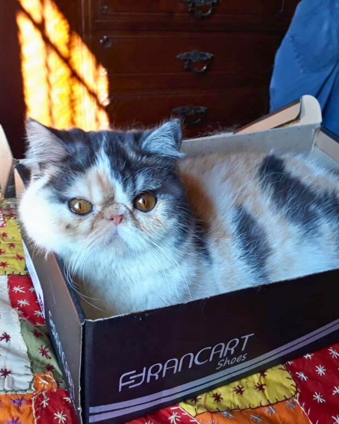 gato gatil difurini gatil gato persa filhote gato persa cat gato persa exótico gatil criação filhote de gato cat kitten kitty criação criador cbg