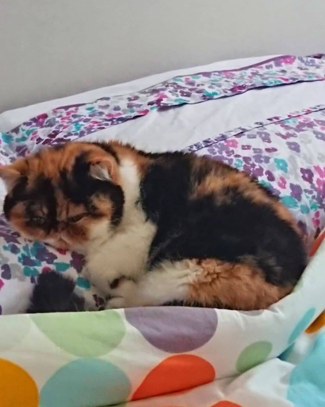 gato gatil difurini gatil gato persa filhote gato persa cat gato persa exótico gatil criação filhote de gato cat kitten kitty criação criador cbg
