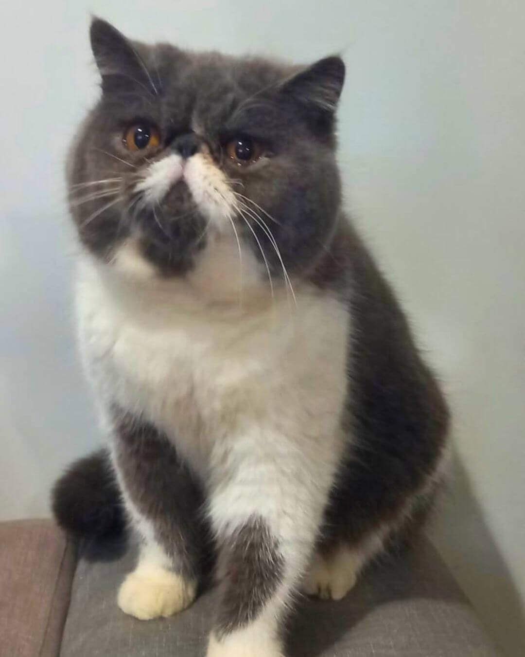 gato gatil difurini gatil gato persa filhote gato persa cat gato persa exótico gatil criação filhote de gato cat kitten kitty criação criador cbg